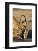 Lioness (Panthera Leo) with Two Cubs, Drinking, Kruger National Park, South Africa, Africa-Ann & Steve Toon-Framed Photographic Print