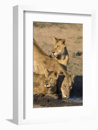 Lioness (Panthera Leo) with Two Cubs, Drinking, Kruger National Park, South Africa, Africa-Ann & Steve Toon-Framed Photographic Print