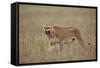 Lioness (Panthera Leo) Yawning in Tall Grass-James Hager-Framed Stretched Canvas