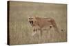 Lioness (Panthera Leo) Yawning in Tall Grass-James Hager-Stretched Canvas