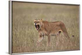 Lioness (Panthera Leo) Yawning in Tall Grass-James Hager-Framed Photographic Print