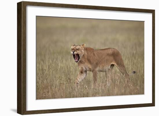 Lioness (Panthera Leo) Yawning in Tall Grass-James Hager-Framed Photographic Print