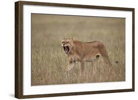 Lioness (Panthera Leo) Yawning in Tall Grass-James Hager-Framed Photographic Print