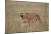 Lioness (Panthera Leo) Yawning in Tall Grass-James Hager-Mounted Photographic Print