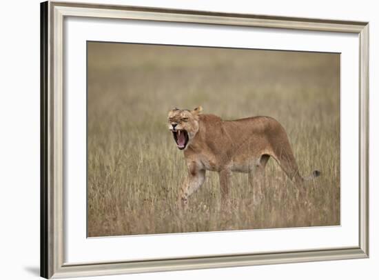 Lioness (Panthera Leo) Yawning in Tall Grass-James Hager-Framed Photographic Print