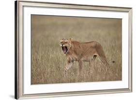 Lioness (Panthera Leo) Yawning in Tall Grass-James Hager-Framed Photographic Print