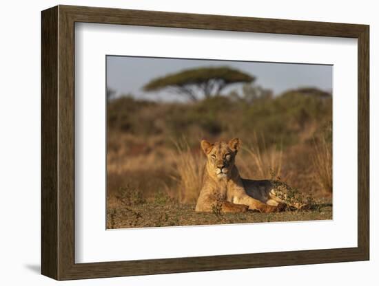 Lioness (Panthera leo), Zimanga private game reserve, KwaZulu-Natal-Ann and Steve Toon-Framed Photographic Print