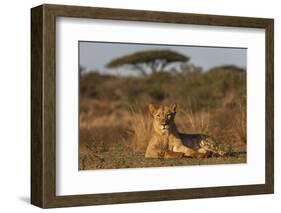 Lioness (Panthera leo), Zimanga private game reserve, KwaZulu-Natal-Ann and Steve Toon-Framed Photographic Print