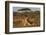 Lioness (Panthera leo), Zimanga private game reserve, KwaZulu-Natal-Ann and Steve Toon-Framed Photographic Print