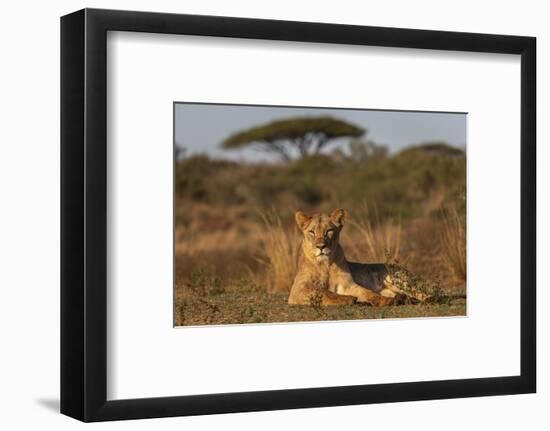 Lioness (Panthera leo), Zimanga private game reserve, KwaZulu-Natal-Ann and Steve Toon-Framed Photographic Print