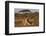 Lioness (Panthera leo), Zimanga private game reserve, KwaZulu-Natal-Ann and Steve Toon-Framed Photographic Print