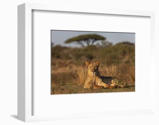 Lioness (Panthera leo), Zimanga private game reserve, KwaZulu-Natal-Ann and Steve Toon-Framed Photographic Print