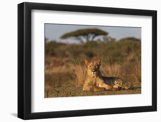 Lioness (Panthera leo), Zimanga private game reserve, KwaZulu-Natal-Ann and Steve Toon-Framed Photographic Print