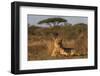 Lioness (Panthera leo), Zimanga private game reserve, KwaZulu-Natal-Ann and Steve Toon-Framed Photographic Print