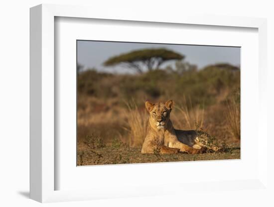 Lioness (Panthera leo), Zimanga private game reserve, KwaZulu-Natal-Ann and Steve Toon-Framed Photographic Print