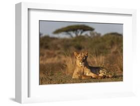 Lioness (Panthera leo), Zimanga private game reserve, KwaZulu-Natal-Ann and Steve Toon-Framed Photographic Print