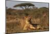 Lioness (Panthera leo), Zimanga private game reserve, KwaZulu-Natal-Ann and Steve Toon-Mounted Photographic Print
