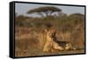 Lioness (Panthera leo), Zimanga private game reserve, KwaZulu-Natal-Ann and Steve Toon-Framed Stretched Canvas