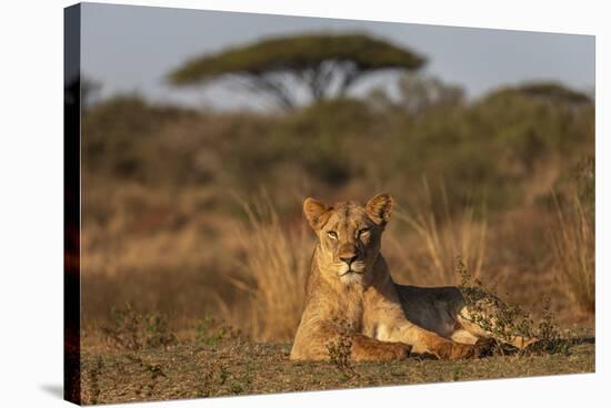 Lioness (Panthera leo), Zimanga private game reserve, KwaZulu-Natal-Ann and Steve Toon-Stretched Canvas