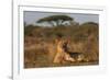 Lioness (Panthera leo), Zimanga private game reserve, KwaZulu-Natal-Ann and Steve Toon-Framed Photographic Print