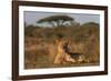 Lioness (Panthera leo), Zimanga private game reserve, KwaZulu-Natal-Ann and Steve Toon-Framed Photographic Print