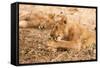 Lioness (Panthera Leo)-Michele Westmorland-Framed Stretched Canvas
