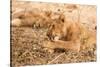 Lioness (Panthera Leo)-Michele Westmorland-Stretched Canvas