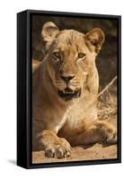 Lioness (Panthera Leo)-Michele Westmorland-Framed Stretched Canvas