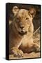 Lioness (Panthera Leo)-Michele Westmorland-Framed Stretched Canvas