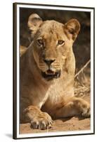 Lioness (Panthera Leo)-Michele Westmorland-Framed Premium Photographic Print