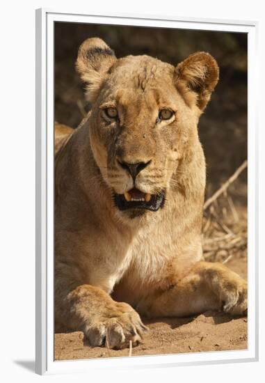 Lioness (Panthera Leo)-Michele Westmorland-Framed Premium Photographic Print