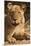 Lioness (Panthera Leo)-Michele Westmorland-Mounted Premium Photographic Print