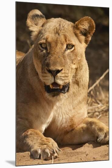 Lioness (Panthera Leo)-Michele Westmorland-Mounted Premium Photographic Print