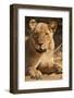 Lioness (Panthera Leo)-Michele Westmorland-Framed Photographic Print