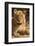 Lioness (Panthera Leo)-Michele Westmorland-Framed Photographic Print