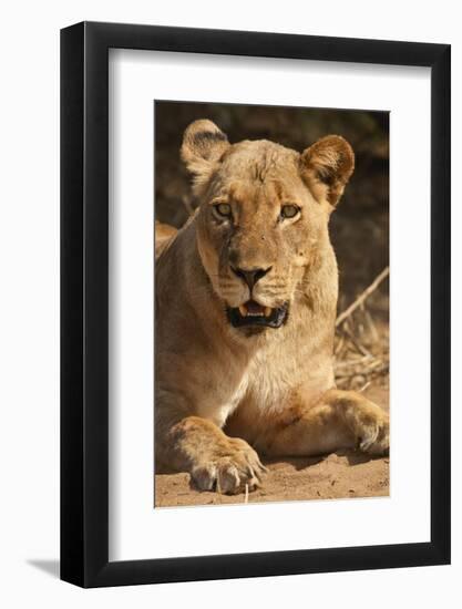 Lioness (Panthera Leo)-Michele Westmorland-Framed Photographic Print