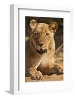 Lioness (Panthera Leo)-Michele Westmorland-Framed Photographic Print