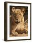 Lioness (Panthera Leo)-Michele Westmorland-Framed Photographic Print