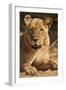 Lioness (Panthera Leo)-Michele Westmorland-Framed Photographic Print