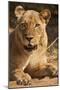 Lioness (Panthera Leo)-Michele Westmorland-Mounted Photographic Print