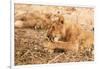 Lioness (Panthera Leo)-Michele Westmorland-Framed Photographic Print