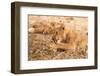 Lioness (Panthera Leo)-Michele Westmorland-Framed Photographic Print