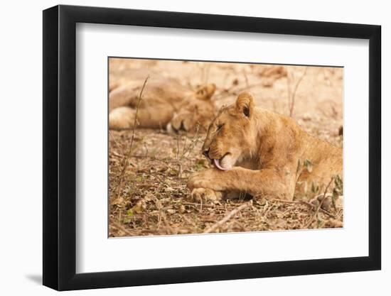 Lioness (Panthera Leo)-Michele Westmorland-Framed Photographic Print