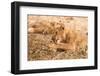 Lioness (Panthera Leo)-Michele Westmorland-Framed Photographic Print