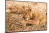 Lioness (Panthera Leo)-Michele Westmorland-Mounted Photographic Print