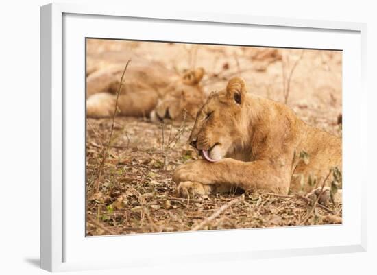 Lioness (Panthera Leo)-Michele Westmorland-Framed Photographic Print