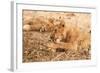 Lioness (Panthera Leo)-Michele Westmorland-Framed Photographic Print