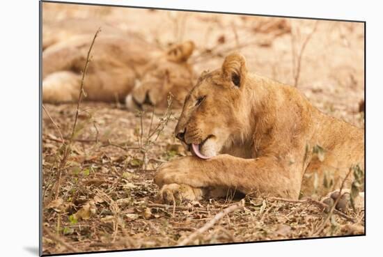 Lioness (Panthera Leo)-Michele Westmorland-Mounted Photographic Print