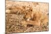 Lioness (Panthera Leo)-Michele Westmorland-Mounted Photographic Print