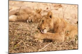 Lioness (Panthera Leo)-Michele Westmorland-Mounted Photographic Print